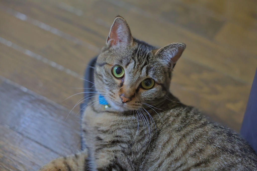 今さら出会いなて、イラネー