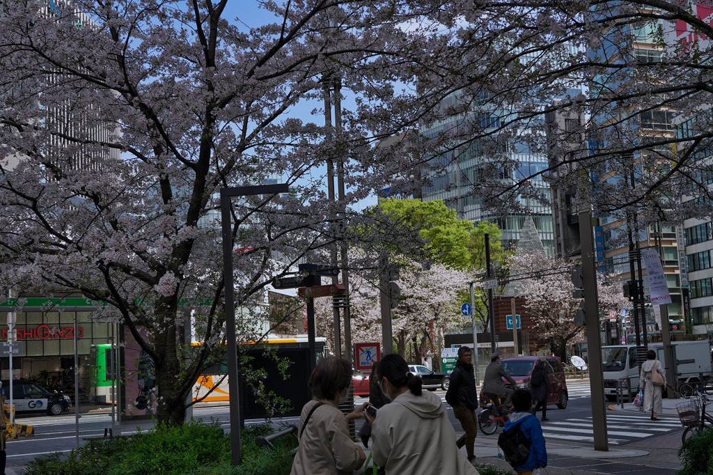 今年の櫻は良いサクラ