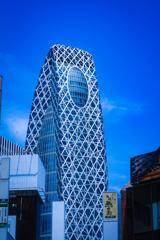 青色採集作業