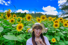 ひまわり娘