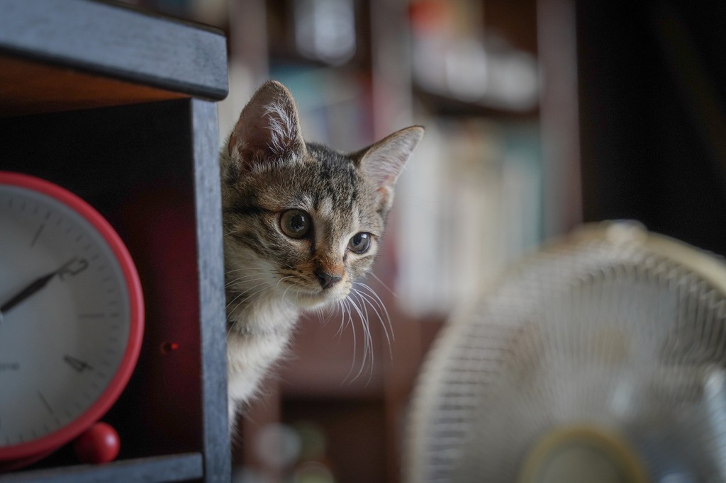 猫が夢見る場所