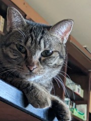 どすこい行ったるで