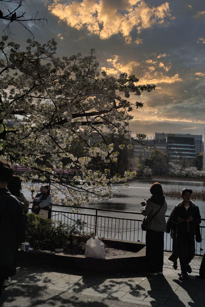 夕暮れ写真集