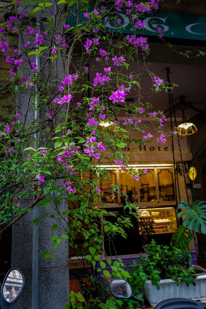 台北の花