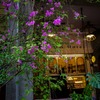 台北の花