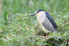 野鳥撮影part3