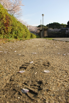 春のあし跡