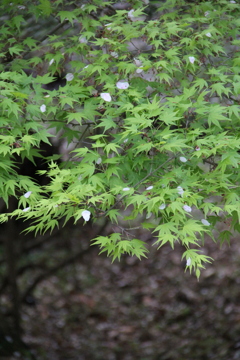 花びらもみじ