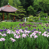 城北菖蒲園