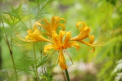 秋の花