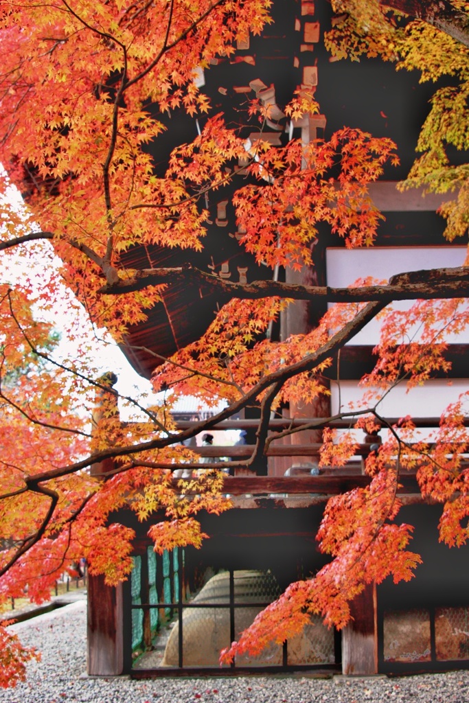 金戒光明寺　紅葉