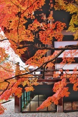 金戒光明寺　紅葉