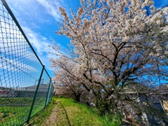 土手に咲く桜
