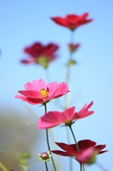 秋桜
