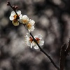万博記念公園梅林にて