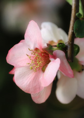 ボケの花