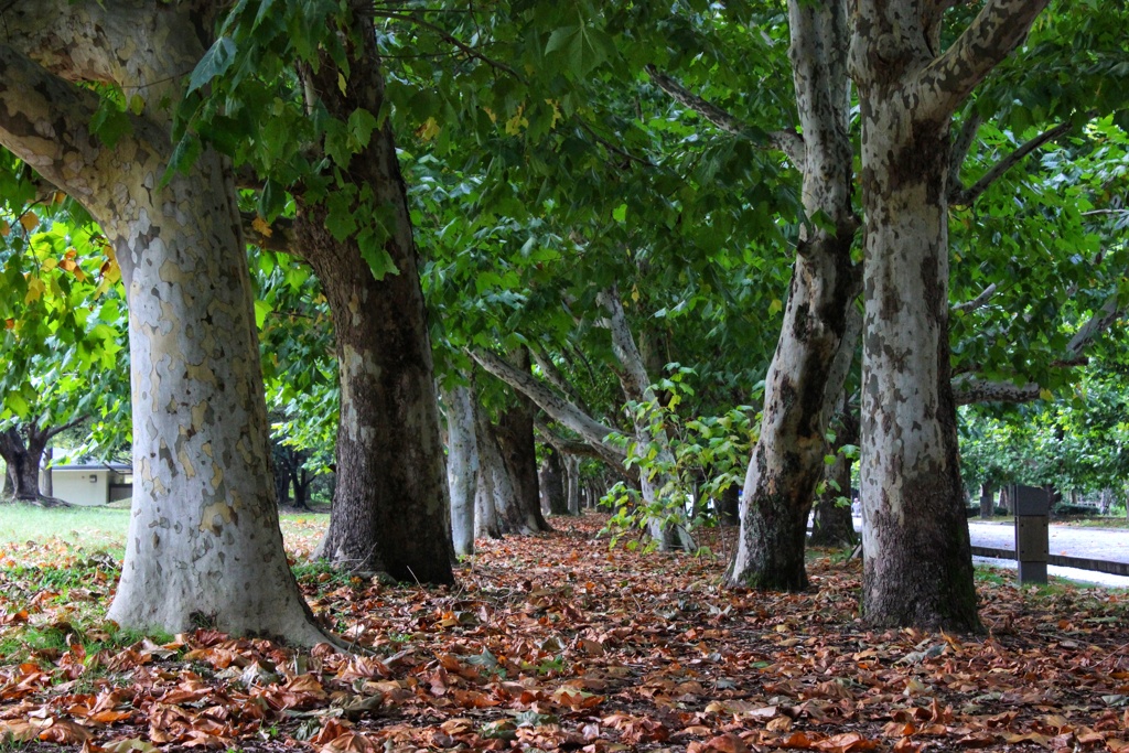 プラタナス