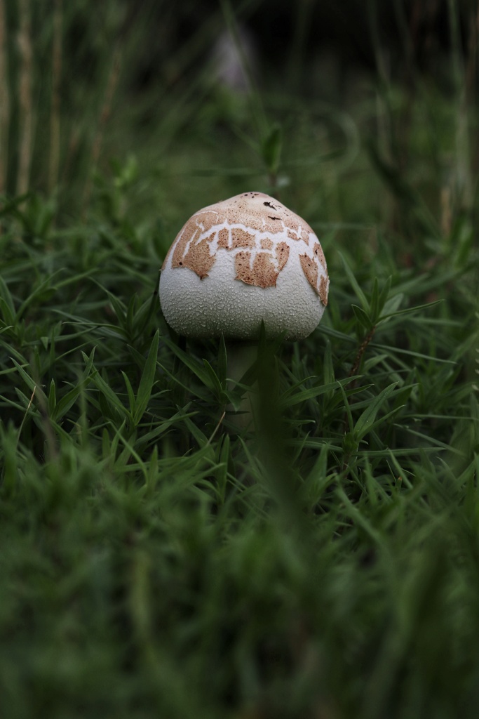 梅雨の贈り物