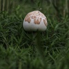 梅雨の贈り物