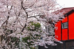 神社の桜