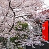 神社の桜