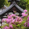 光明寺　ツツジ