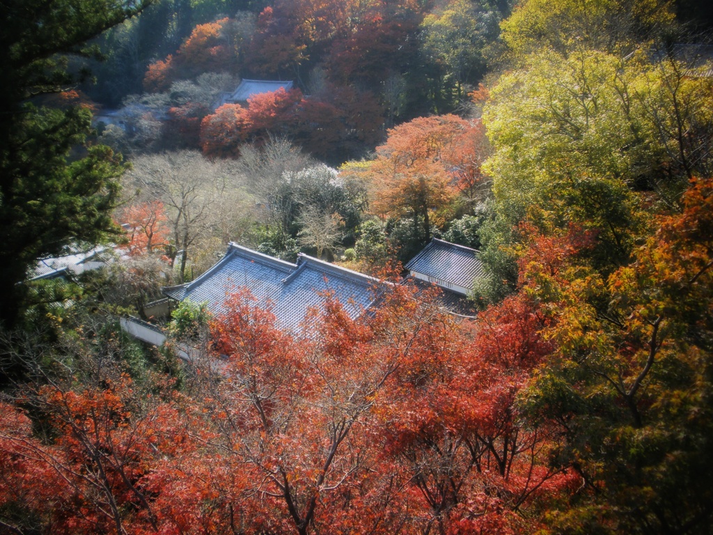 長谷寺の秋