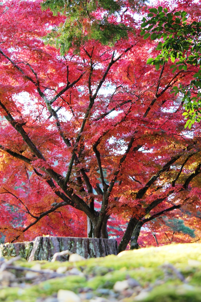 南禅寺　紅葉