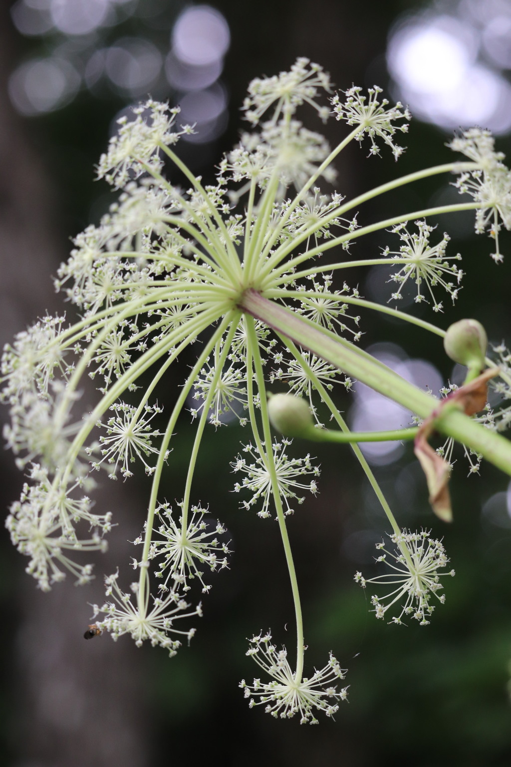 線香花火（シシウド？）