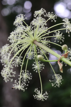 線香花火（シシウド？）