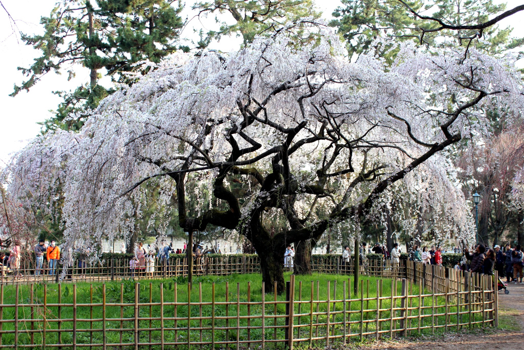 京都御所の桜（１）
