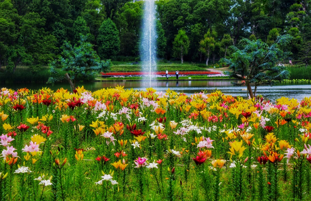 植物園のユリ