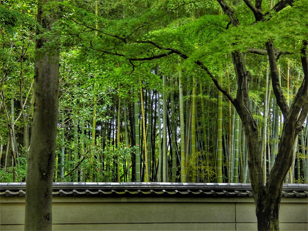 相国寺　竹林