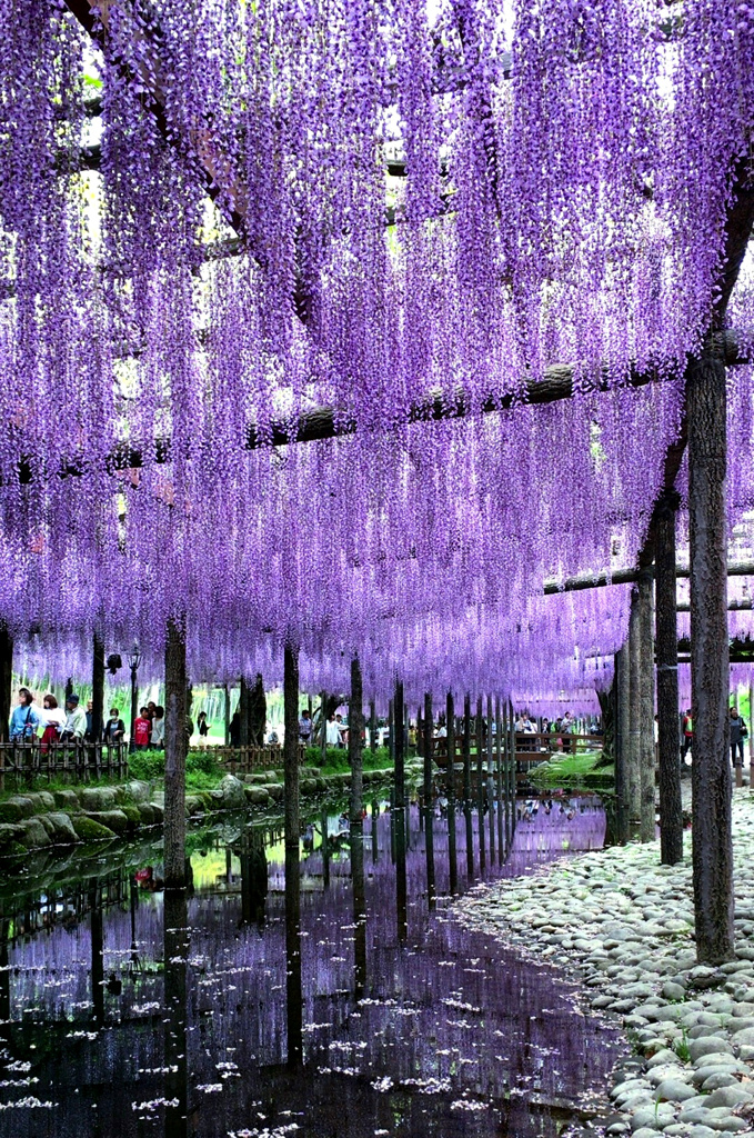 天王川公園の藤棚