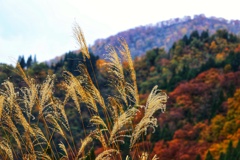 山踊り、ススキ笑う