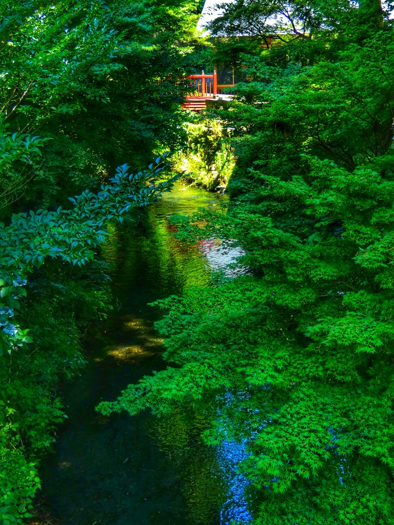 白川水源の清流