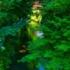 白川水源の清流