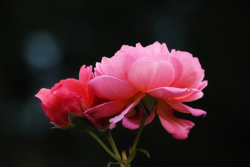 中之島公園の薔薇