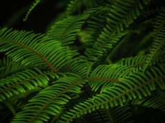 シダ