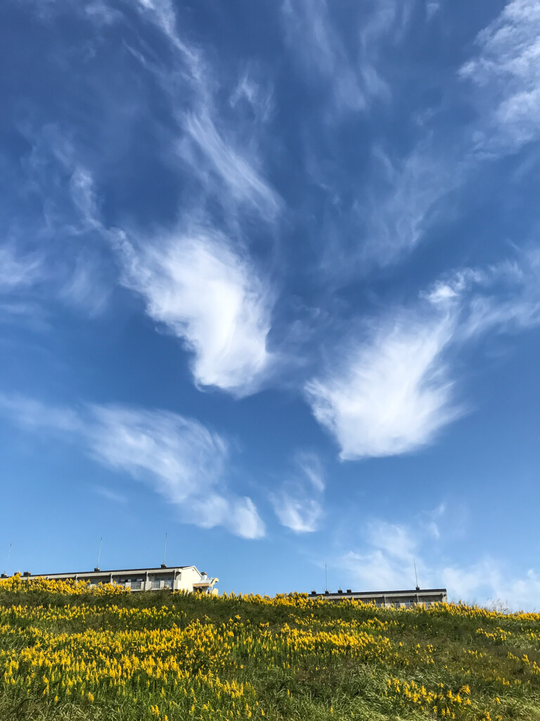 秋の空　踊る雲