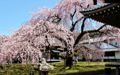 醍醐寺　桜