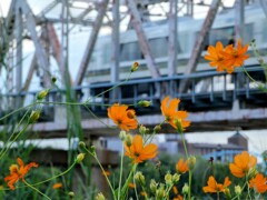 淀川のコスモス