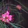 店先の花