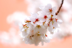 近所の桜