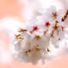 近所の桜