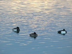 淀川に戻ってきた鳥たち