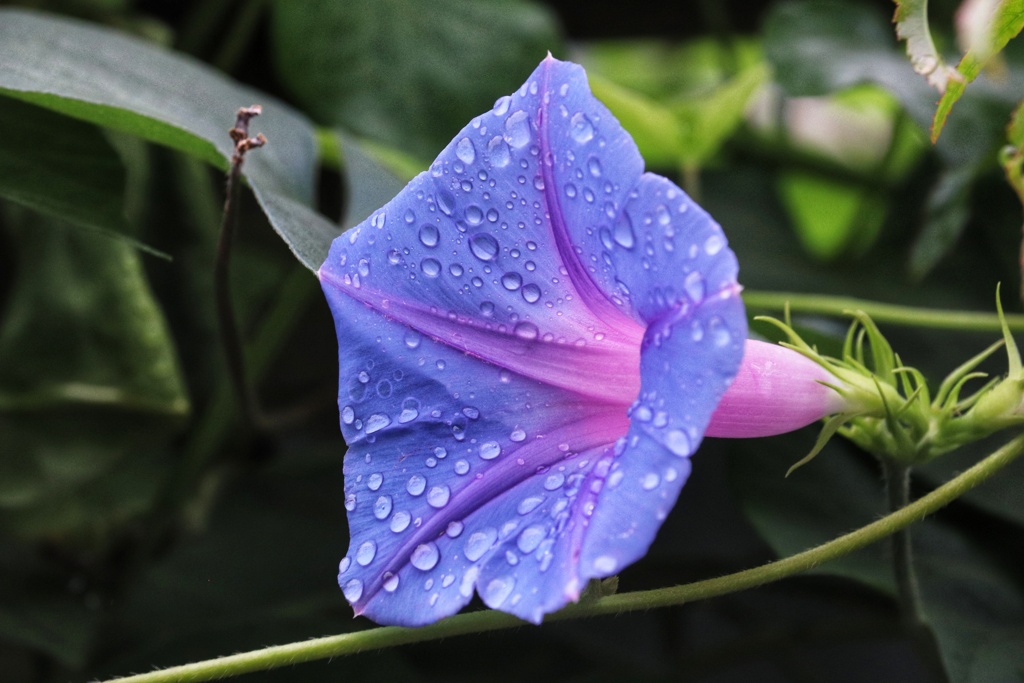 雨上がり