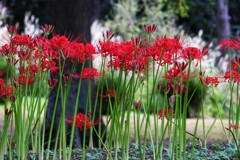 植物園の彼岸花