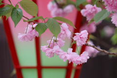 造幣局　桜