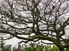 鳩の成る木